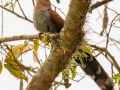 Squirrel Cuckoo - Petrópolis--Parque Municipal - Rio de Janeiro, Brazil - 9-11-2022