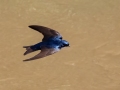 Blue-and-white Swallow - Estrada dos Prates, 327, Petrópolis, Rio de Janeiro, Brazil - 9-17-2022