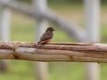 Cliff Flycatcher - Estrada dos Prates, 327, Petrópolis, Rio de Janeiro, Brazil - 9-17-2022
