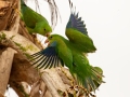 Plain Parakeets - Petrópolis--Parque Municipal - Rio de Janeiro, Brazil - 9-11-2022