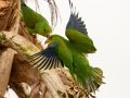 Plain Parakeets - Petrópolis--Parque Municipal - Rio de Janeiro, Brazil - 9-11-2022