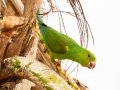 Plain Parakeet - Petrópolis--Parque Municipal - Rio de Janeiro, Brazil - 9-11-2022