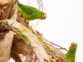 Plain Parakeets - Petrópolis--Parque Municipal - Rio de Janeiro, Brazil - 9-11-2022