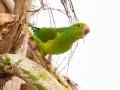 Plain Parakeet - Petrópolis--Parque Municipal - Rio de Janeiro, Brazil - 9-11-2022