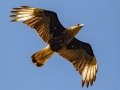 Crested Caracara (Southern) - Estrada dos Prates, 327, Petrópolis, Rio de Janeiro, Brazil - 9-17-2022
