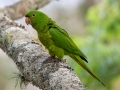 White-eyed Parakeet - Petrópolis--Parque Municipal - Rio de Janeiro, Brazil - 9-11-2022