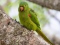 White-eyed Parakeet - Petrópolis--Parque Municipal - Rio de Janeiro, Brazil - 9-11-2022