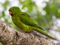 White-eyed Parakeet - Petrópolis--Parque Municipal - Rio de Janeiro, Brazil - 9-11-2022