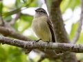 Planalto Tyrannulet - Estrada dos Prates, 327, Petrópolis, Rio de Janeiro, Brazil - 9-11-2022