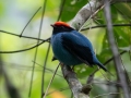 Swallow-tailed Manakin - PN da Serra dos Órgãos, Rio de Janeiro, Brazil - 9-18-2022