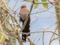 Squirrel Cuckoo - Estrada dos Prates, 327, Petrópolis, Rio de Janeiro, Brazil - 9-11-2022