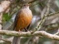 Rufous-bellied Thrush - Jardim Botânico do Rio de Janeiro,  Rio de Janeiro, Brazil - 9-12-2022
