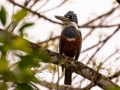 Ringed Kingfisher - Jardim Botânico do Rio de Janeiro,  Rio de Janeiro, Brazil - 9-12-2022