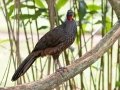 Rusty-margined Guan - Jardim Botânico do Rio de Janeiro,  Rio de Janeiro, Brazil - 9-12-2022