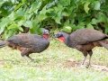 Rusty-margined Guan - Jardim Botânico do Rio de Janeiro,  Rio de Janeiro, Brazil - 9-12-2022