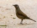 Pale-bellied Thrush - Jardim Botânico do Rio de Janeiro,  Rio de Janeiro, Brazil - 9-12-2022