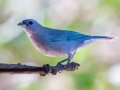 Azure-shouldered Tanager - Estrada dos Prates, 327, Petrópolis, Rio de Janeiro, Brazil - 9-14-2022