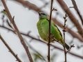 Blue Dacnis - Estrada dos Prates, 327, Petrópolis, Rio de Janeiro, Brazil - 9-13-2022
