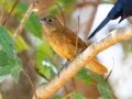 Ruby-crowned Tanager - Estrada dos Prates, 327, Petrópolis, Rio de Janeiro, Brazil - 9-19-2022