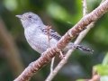 Sooretama Slaty-Antshrike - Estrada dos Prates, 327, Petrópolis, Rio de Janeiro, Brazil - 9-13-2022