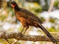 Dusky-legged Guan - Estrada dos Prates, 327, Petrópolis, Rio de Janeiro, Brazil - 9-13-2022