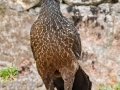 Dusky-legged Guan - Estrada dos Prates, 327, Petrópolis, Rio de Janeiro, Brazil - 9-13-2022