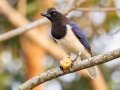 Curl-crested Jay - Estrada dos Prates, 327, Petrópolis, Rio de Janeiro, Brazil - 9-14-2022