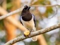 Curl-crested Jay - Estrada dos Prates, 327, Petrópolis, Rio de Janeiro, Brazil - 9-14-2022