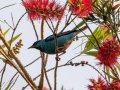 Blue Dacnis - Estrada dos Prates, 327, Petrópolis, Rio de Janeiro, Brazil - 9-14-2022