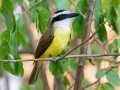 Great Kiskadee - Estrada dos Prates, 327, Petrópolis, Rio de Janeiro, Brazil - 9-10-2022