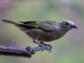 Palm Tanager - Estrada dos Prates, 327, Petrópolis, Rio de Janeiro, Brazil - 9-14-2022