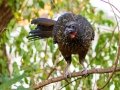 Dusky-legged Guan - Estrada dos Prates, 327, Petrópolis, Rio de Janeiro, Brazil - 9-10-2022