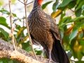 Dusky-legged Guan - Estrada dos Prates, 327, Petrópolis, Rio de Janeiro, Brazil - 9-10-2022