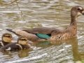Brazilian Teal - Petrópolis--Parque Municipal - Rio de Janeiro, Brazil - 9-15-2022