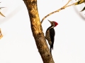 Lineated Woodpecker - Estrada dos Prates, 327, Petrópolis, Rio de Janeiro, Brazil - 9-10-2022