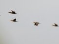 Neotropic Cormorants - Petrópolis--Parque Municipal - Rio de Janeiro, Brazil - 9-10-2022