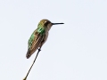 Sombre Hummingbird - Estrada dos Prates, 327, Petrópolis, Rio de Janeiro, Brazil - 9-11-2022