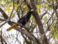 Crested Oropendola - Petrópolis--Parque Municipal - Rio de Janeiro, Brazil - 9-15-2022