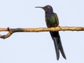 Swallow-tailed Hummingbird - Estrada dos Prates, 327, Petrópolis, Rio de Janeiro, Brazil - 9-10-2022
