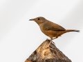 House Wren - Estrada dos Prates, 327, Petrópolis, Rio de Janeiro, Brazil - 9-11-2022