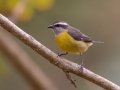 Bananaquit - Petrópolis--Parque Municipal - Rio de Janeiro, Brazil - 9-15-2022