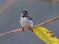 Double-collared Seedeater - Petrópolis--Parque Municipal - Rio de Janeiro, Brazil - 9-15-2022