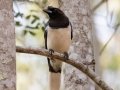 Curl-crested Jay - Estrada dos Prates, 327, Petrópolis, Rio de Janeiro, Brazil - 9-11-2022