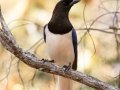 Curl-crested Jay - Estrada dos Prates, 327, Petrópolis, Rio de Janeiro, Brazil - 9-11-2022