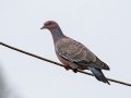 Picazuro Pigeon - Petrópolis--Parque Municipal - Rio de Janeiro, Brazil - 9-15-2022