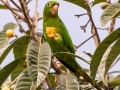 White-eyed Parakeet - Petrópolis--Parque Municipal - Rio de Janeiro, Brazil - 9-10-2022