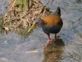 Slaty-breasted Wood-Rail - Petrópolis--Parque Municipal - Rio de Janeiro, Brazil - 9-10-2022