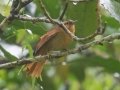 Buff-fronted Foliage gleaner - PN da Serra dos Órgãos--Sede Teresópolis, Rio de Janeiro, Brazil - 9-16-2022