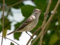 Southern Beardless Tyrannulet (Southern) - Estrada dos Prates, 327, Petrópolis, Rio de Janeiro, Brazil - 9-11-2022