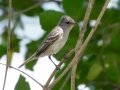 Southern Beardless Tyrannulet (Southern) - Estrada dos Prates, 327, Petrópolis, Rio de Janeiro, Brazil - 9-11-2022